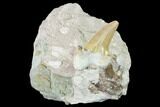 Otodus Shark Tooth Fossil in Rock - Eocene #139872-1